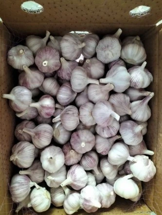 China Garlic 10kg